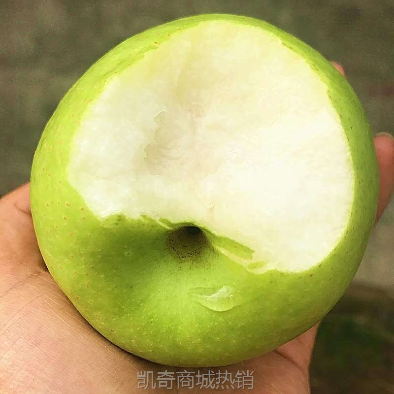 砀山青皮梨酥脆一号山梨新鲜翠冠梨黄皮青皮随机当季新鲜现摘水果