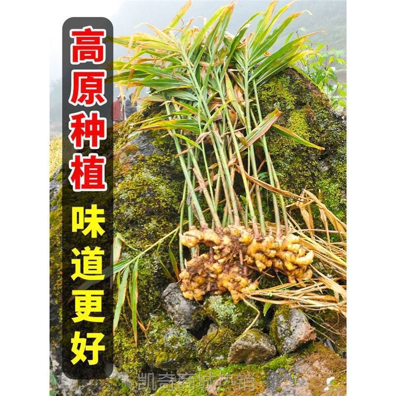 云南小黄姜生姜新鲜罗平小黄姜月子姜老姜山地土姜沙姜蔬菜