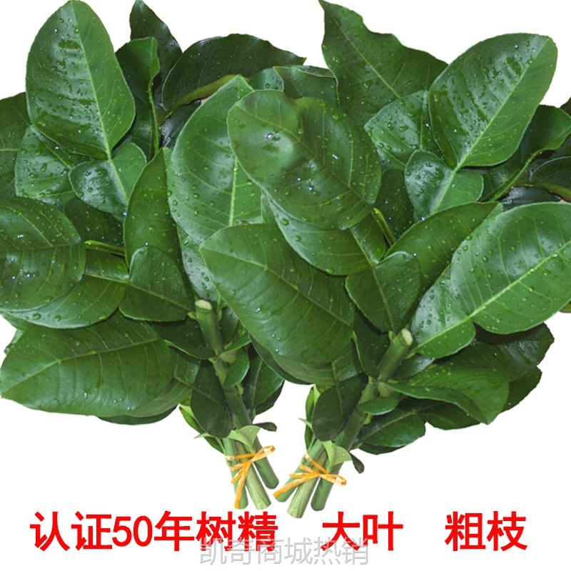 现摘柚子叶去晦气 开运转运乔迁新居折福 年老树绿色新鲜带枝叶