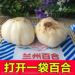 出口级 甘肃土特产兰州鲜百合两头皇食用特级甜新鲜百合真空包装