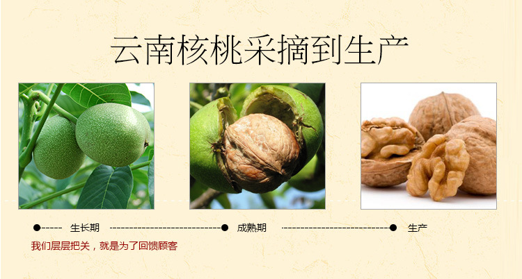 纸皮核桃详情5