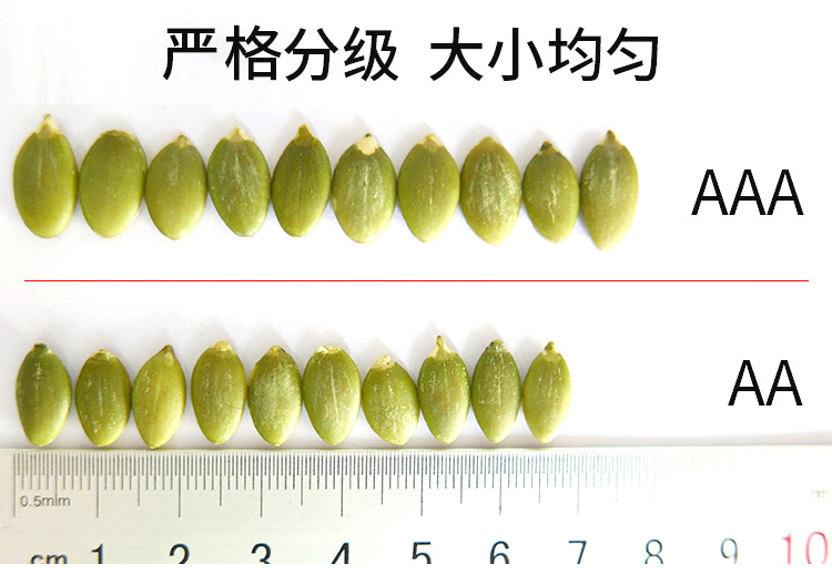 南瓜子_04.jpg
