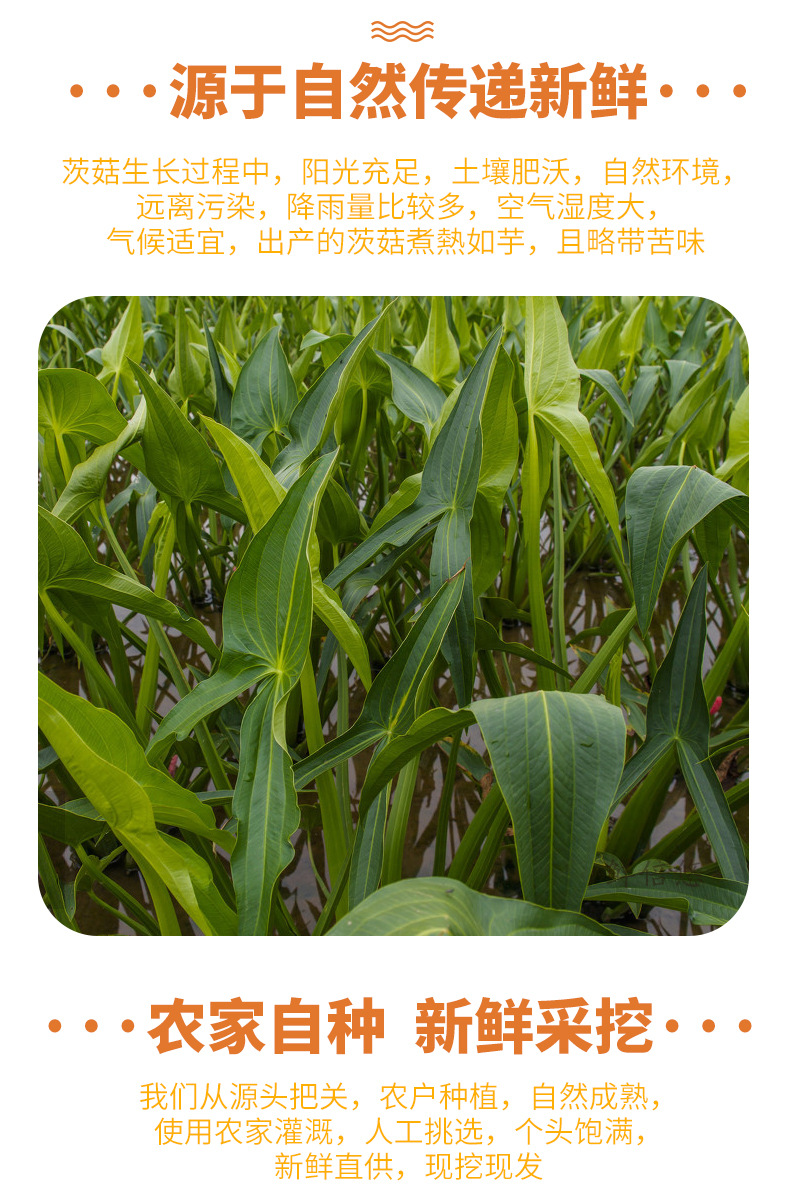 茨菇详情_07.jpg