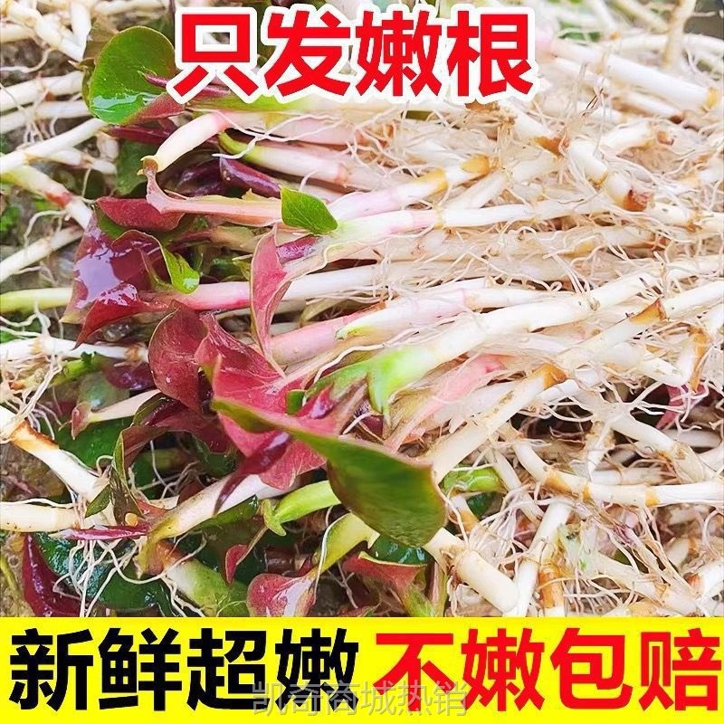 鱼腥草折耳根5斤新鲜嫩芽凉拌下饭菜贵州特产湖北四川拌香菜野菜
