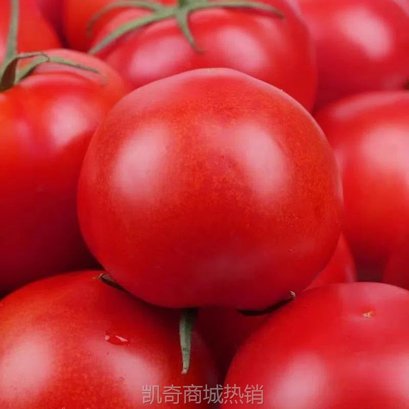 普罗旺斯西红柿批发沙瓤新鲜番茄生吃现摘水果普罗旺斯自然季整箱