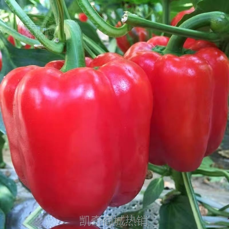 新鲜彩椒五彩椒当季现摘圆椒绿青椒灯笼甜椒新鲜蔬菜包邮可选顺丰