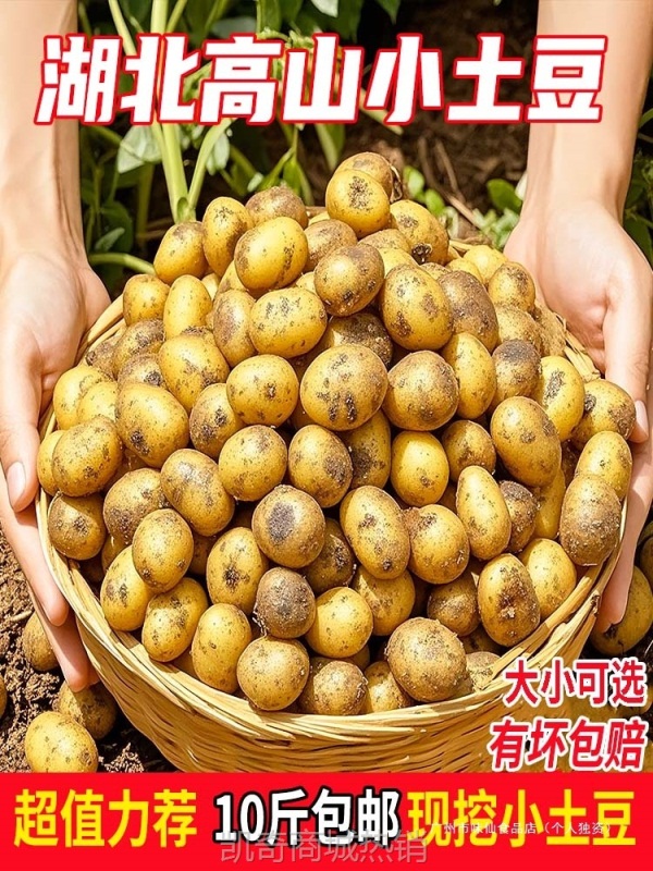 正宗恩施小土豆10斤现挖新鲜黄心土豆当季蔬菜整箱迷你马铃薯洋芋