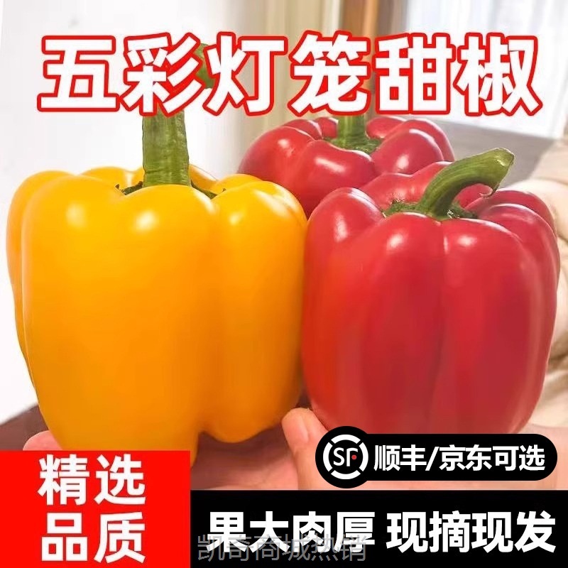 新鲜彩椒五彩椒当季现摘圆椒绿青椒灯笼甜椒新鲜蔬菜包邮可选顺丰