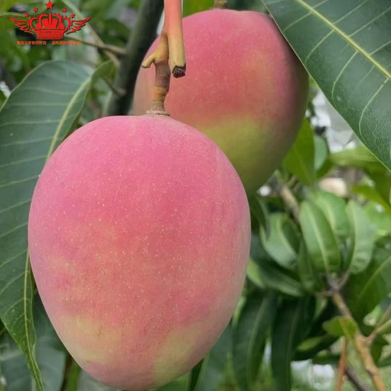 云南热龙芒果1kg