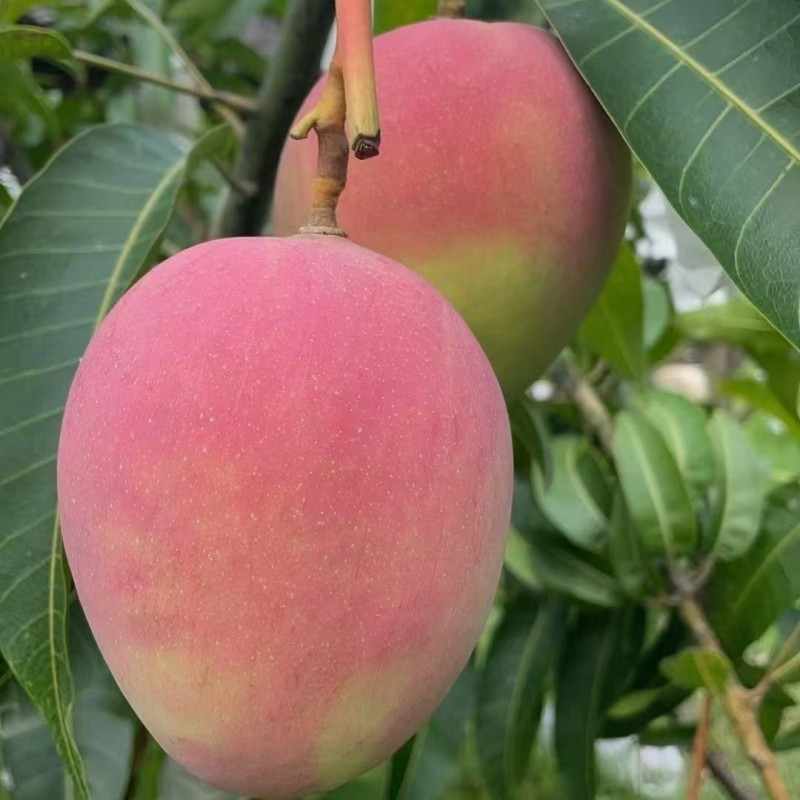 云南热龙芒果1kg